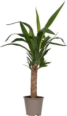 Produktbild von Palmlilie - Yucca elephantipes - Höhe 50-60cm - Pot 14cm