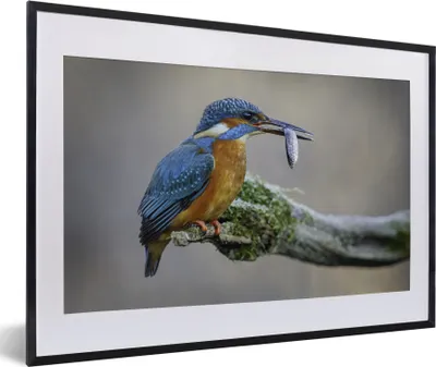 Produktbild von MuchoWow® MuchoWow® Gerahmtes Poster Eisvogel - Fisch - Tier 60x40 cm - Poster mit zchwarzem Bilderrahmen - Schlafzimmer - Plakat in Rahmen - Drucken