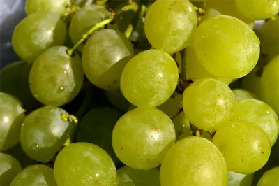 Produktbild von Vitis vinifera Pusztatraube Weinrebe & Tafeltraube ungarische Rarität veredelt