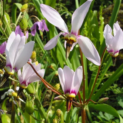 Obrázok produktu pre 6 x Meads Götterblume - Dodecatheon meadia | Topf 9cm x 9cm