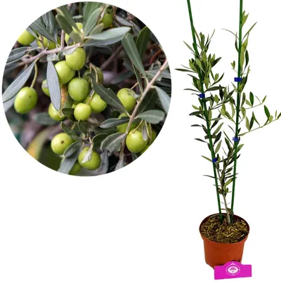 Obrázek produktu pro Olea europaea, olivovník keřovitý, výška 60 cm, květináč 2 l