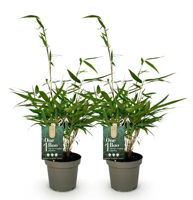 Image de Green boutiQ - Grassen - Fargesia robusta Pingwu - Niet Woekerende Bamboe - Bladhoudend - Groen - 2 Planten - Pot 14 cm - Hoogte 35 cm