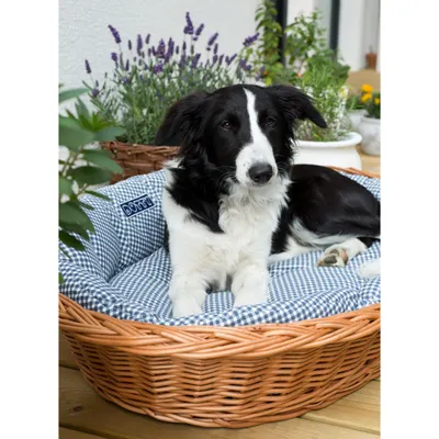 A black and white dog is lying in a wicker basket dog bed with a blue and white checkered cushion.