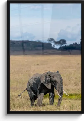 Produktbild von MuchoWow® MuchoWow® Gerahmtes Poster Elefant - Gras - Tiere - Natur 60x90 cm - Poster mit zchwarzem Bilderrahmen - Kunst