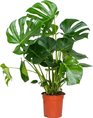 Produktbild von Bloomique - Monstera Deliciosa - Fensterblatt - Zimmerpflanzen - Pflegeleicht - Luftreinigend - Höhe 70-80 cm - Topf 21 cm