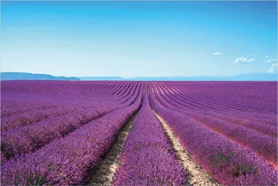 Produktbild von Wallario Poster - Lavendelfeld unter blauem Himmel, Kunstdruck Größe: 61 x 91,50 cm