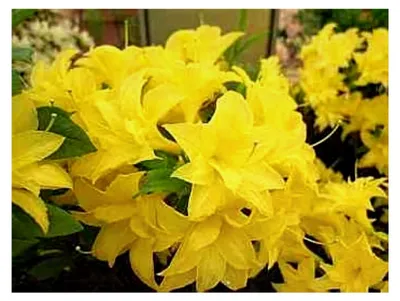 Produktbild von Rhododendron mixtum Sonnenköpfchen - sommergrüne Azalee 25-30