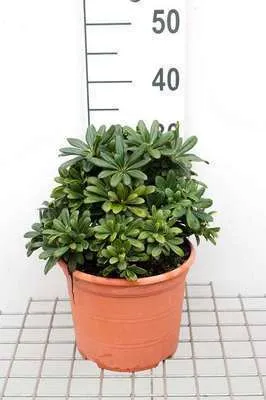 Image de Pittosporum tob. 'Nanum' - Laurier australien 25- 30 cm - conteneur