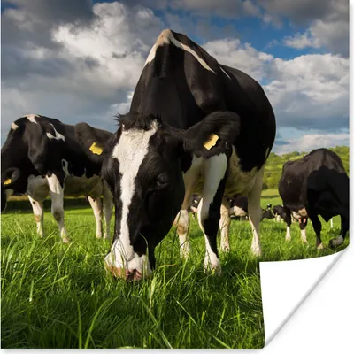 Produktbild von MuchoWow® Poster Kühe - Natur - Gras - Tiere 50x50 cm - Wohnzimmerdekoration