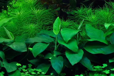 Produktbild von Aquarium Pflanze Anubias barteri nana Tropica Nr.101 TC in Vitro 1-2 Grow