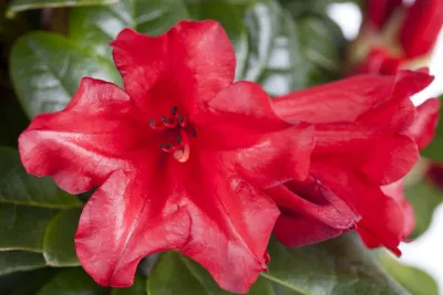 Produktbild von Rhododendron repens 'Scarlet Wonder', leuchtend rot, 15–20 cm