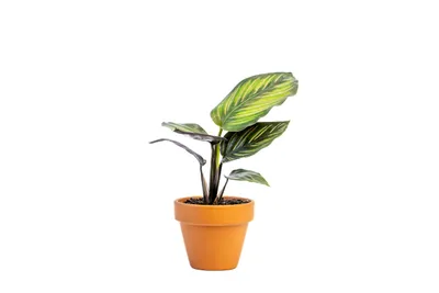 Obrázek produktu pro Gardners Calathea Beautystar, průměr 6 cm