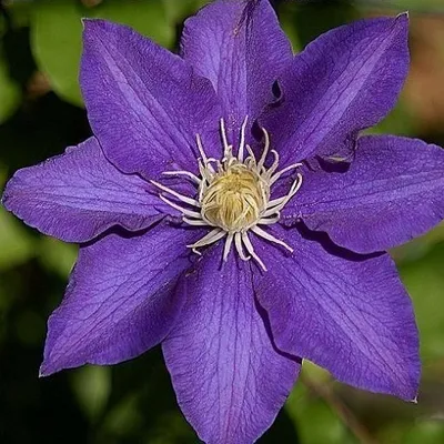 A close-up of a vibrant purple clematis flower with a yellow center and white stamens.