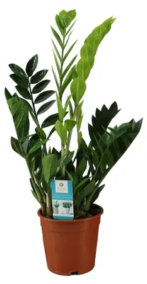 Immagine prodotto di Zamioculcas Zamiifolia - 55-65cm - Ø17cm - Pianta d'appartamento - Sempreverde