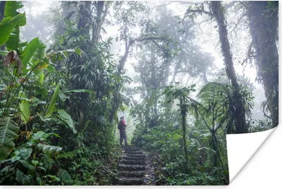 Produktbild von MuchoWow® Poster Eine Treppe durch den nebligen tropischen Regenwald von Costa Rica 180x120 cm - Fotoplakat