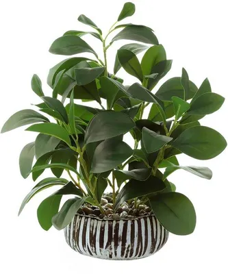Zdjęcie produktu dla Sztuczna peperomia Unyqoos® – wysokość ok. 33 cm, realistyczna roślina ozdobna w czarnej doniczce cementowej (średnica 15 cm, wysokość 5,5 cm), wykonana z tworzywa sztucznego i drutu żelaznego, do użytku wewnątrz i na zewnątrz
