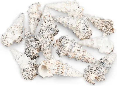 Produktbild von Cerithium nodulosum Muscheln und Schnecken zum Basteln und Dekorieren Schneckenhaus