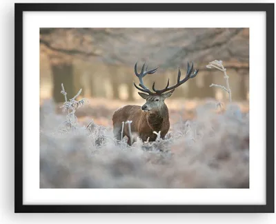 Produktbild von Gerahmtes Poster - Schwarzer Rahmen - Hirsch Wald Natur - 50x40 cm - Wand Bild - Wanddeko - Wandbilder - Kunstposter - Wandposter - Bilderrahmen - Bilder - Kunstdruck - Wandbild - P2BAA50x40-3744