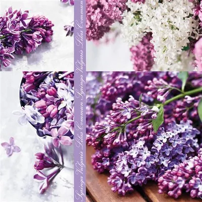 Produktbild von 20 Servietten Syringa-Vulgaris - Flieder Collage 33x33cm