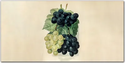 Produktbild von Coloray Bild aus Leinwand 120x60 Leinwand Dekoration - Obst Trauben Blätter