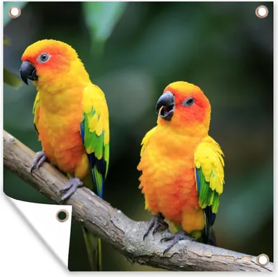 Produktbild von MuchoWow® 100x100 cm Outdoor-Poster Gartendeko Sichtschutz Garten Poster für den Garten  Zwei Sonnensittiche im Grünen