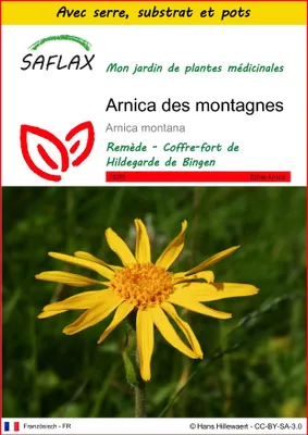 Image de SAFLAX Ensemble de culture - Arnica des montagnes - 40 graines - Arnica