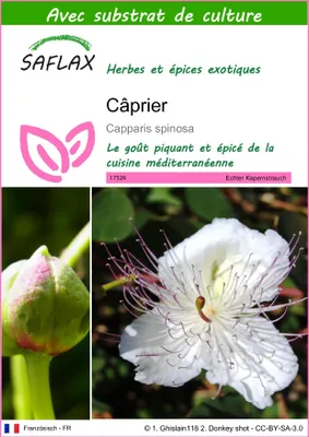 Image de SAFLAX  - Câprier - 25 graines - Avec substrat - Capparis