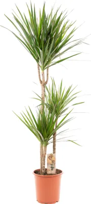 Obrázek produktu pro Trendyplants - Dracaena Marginata - Dračí strom - pokojová rostlina - výška 110-130 cm - velikost květináče Ø21cm
