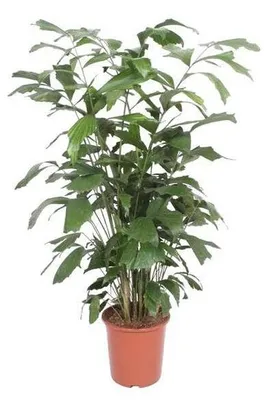 Obrázok produktu pre Caryota mitis, priemer 27 cm, výška 140 cm