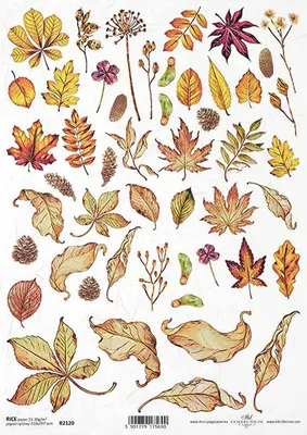 Produktbild von ITD Reispapier Decoupage Bastelpapier Softpapier Serviettentechnik, Blätter R2120
