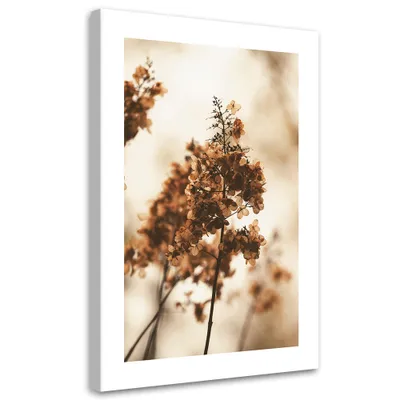 Produktbild von Leinwandbild Getrocknete Hortensienblüte 40x60 Feeby Beige bild für die wand bereit zum aufhängen