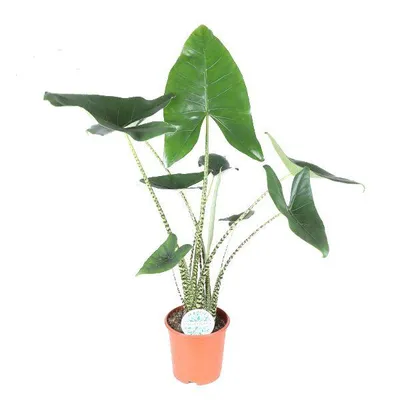 Produktbild von Pfeilblatt Alocasia zebrina 70cm XXL Zimmerpflanze