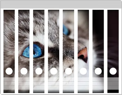 Produktbild von Wallario Ordnerrücken Sticker, selbstklebend für schmale Ordner, 8 Stück, Motiv Katze mit strahlend blauen Augen