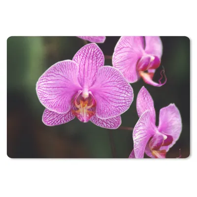 Produktbild von MuchoWow® Schreibtischunterlage Rosa Orchidee 60x40 cm - XXL Mauspad - Großes Mauspad