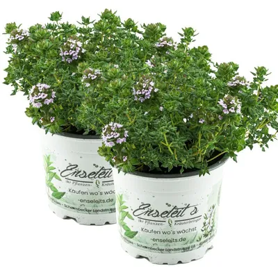 Produktbild von Enseleits 2er Set Thymus serpyllum 'Creeping Red', Teppichthymian