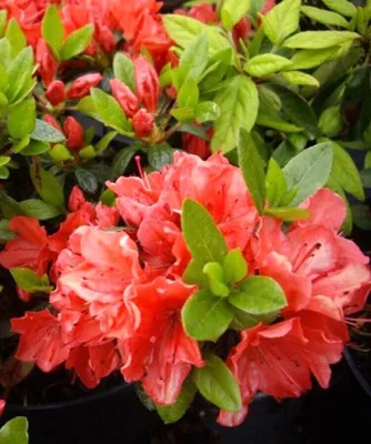 Produktbild von Japanische Azalee Rhododendron obtusum 'Geisha orange Satschiko' 20 - 25 cm