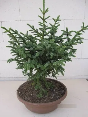 Produktbild von Picea likiangensis Purpurea - Blaugrüne Zapfenfichte - 30-40