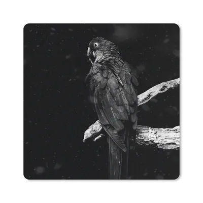 Produktbild von MuchoWow® Mauspad Mousepad Goldener Papagei auf einem Zweig vor schwarzem Hintergrund - schwarz und weiß 30x30 cm - Mousepads - Maus Mat - Pad - Mausunterlage - Gaming