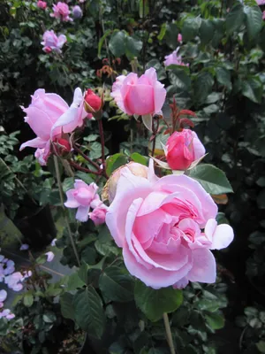 Produktbild von Rose Kiss me Kate ® - Kletterrose Kiss me Kate ®