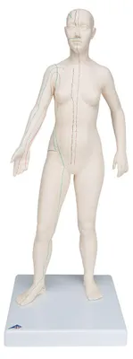 Akupunkturfigur weiblich, 71 cm, 396 Punkte