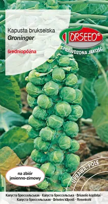 Produktbild von Samen von Rosenkohl Groninger 2g - Torseed
