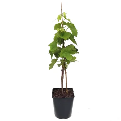 Produktbild von Suffolk red pilzfeste Weinrebe rosa Traube süß und kernlos ca. 60-100 cm im 3,5 Liter Topf