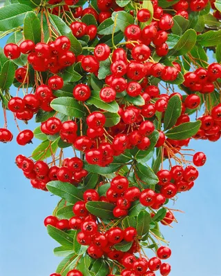 Produktbild von Pyracantha 'Red Column', Feuerdorn, leuchtend rot, 100–125 cm