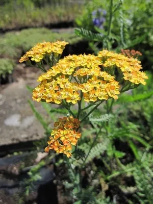 Produktbild von Garten-Schafgarbe Terracotta - Achillea millefolium Terracotta
