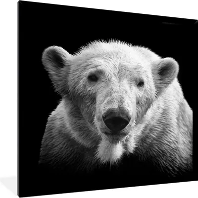 Produktbild von MuchoWow® MuchoWow® Gerahmtes Poster Eisbär - Tier - Schwarz 40x40 cm - Poster mit zchwarzem Bilderrahmen - Mit Rahmen - Wanddekoration Schlafzimmer