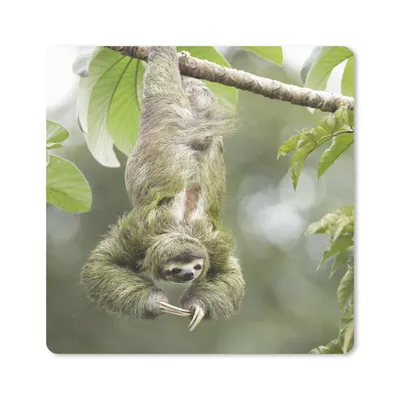 Produktbild von MuchoWow® Mauspad Mousepad Ein Faultier hängt kopfüber in den Bäumen 20x20 cm - Mousepads - Maus Mat - Pad - Mausunterlage - Desk Mat - Bureauartikeln