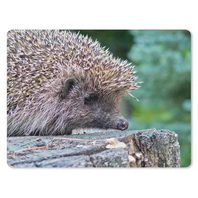 Produktbild von MuchoWow® Mauspad Mousepad Igel auf Baum 40x30 cm - Mousepads - Maus Mat - Pad - Mausunterlage - Anti Rutsch