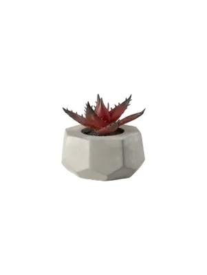 Produktbild von ASA Sukkulente VII im grauen Betontopf rot 8 cm