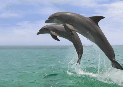 Produktbild von 3 D Ansichtskarte Delfine im Sprung, Postkarte Wackelkarte Hologrammkarte Tier Delfin Fische