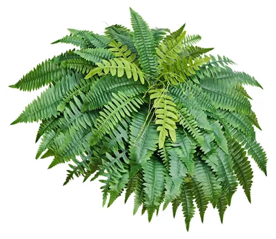 Immagine prodotto di SucceBuy Felce artificiale 127 cm, 596 g. Pianta artificiale con 96 fronde in plastica e tessuto di seta, felce di Boston resistente ai raggi UV per la decorazione di casa, giardino, balcone o ufficio, senza vaso